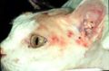 cat ringworm